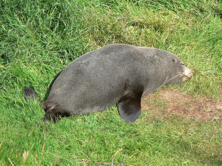 18.18- Une otarie a fourrure fait la sieste sur l'herbe.JPG